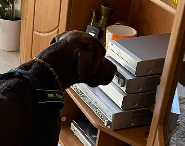 Geldsuchhund Jonny sucht Banknoten in einer Immobilie