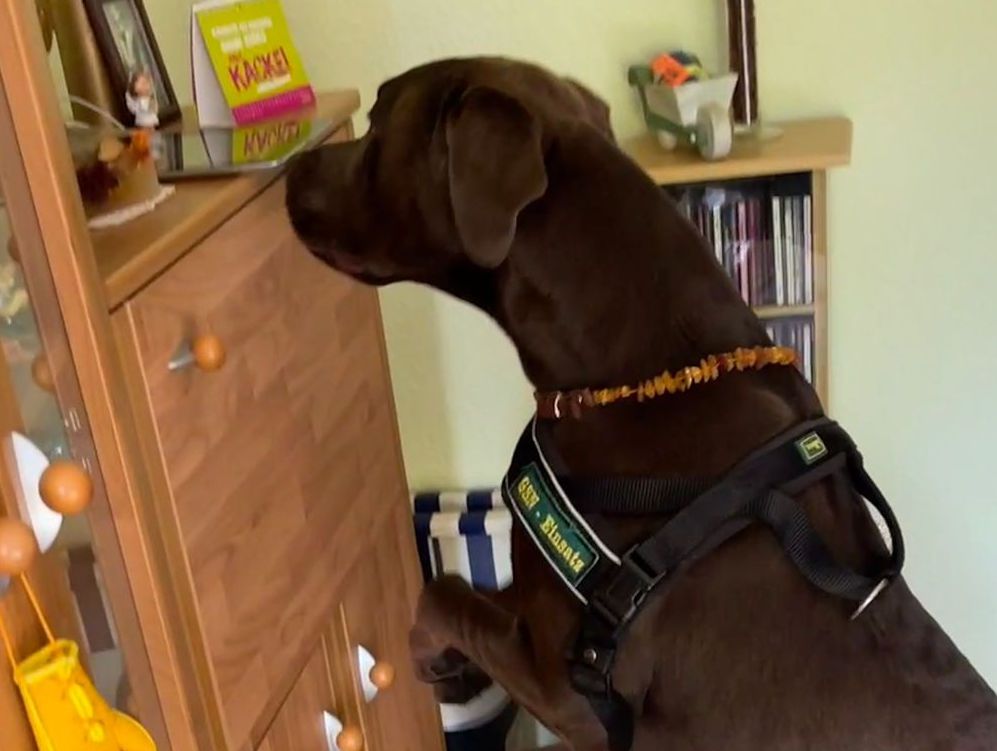 Geldsuchhund Jonny sucht in einer Wohnung nach verstecktem Bargeld