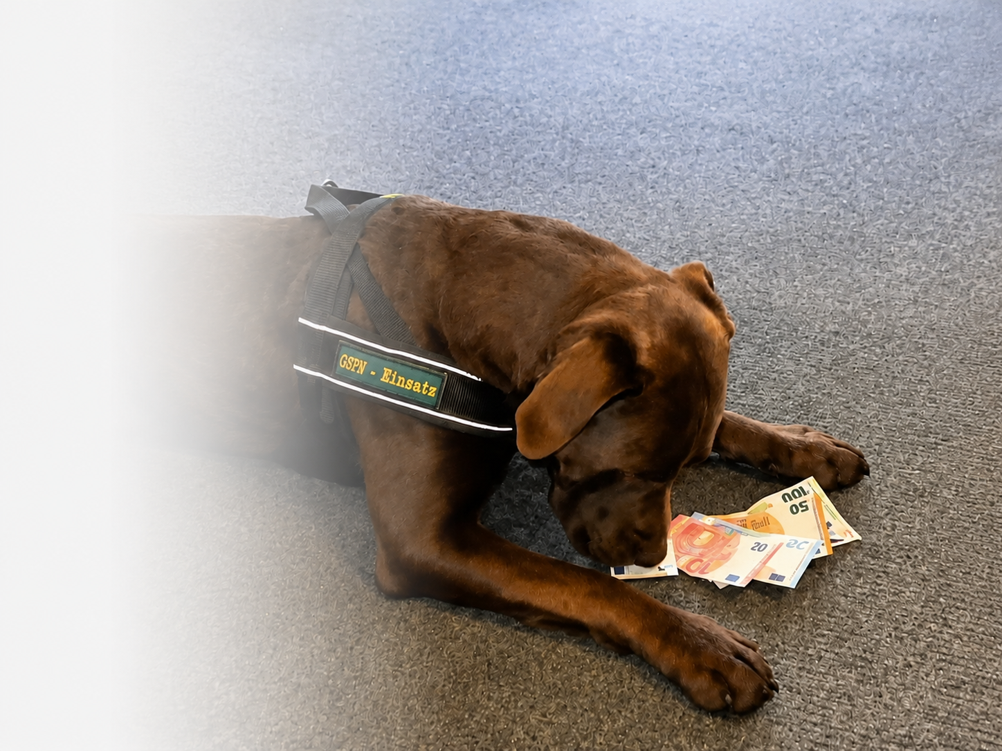 Geldsuchhund Jonny sucht verstecktes Bargeld in einer Immobilie
