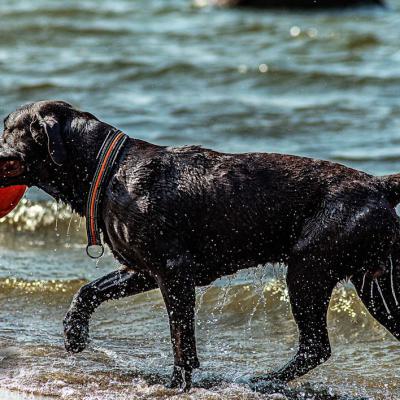 Geldsuchhund Und Wasserspiele11