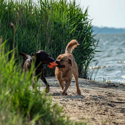 Geldsuchhund Und Wasserspiele3