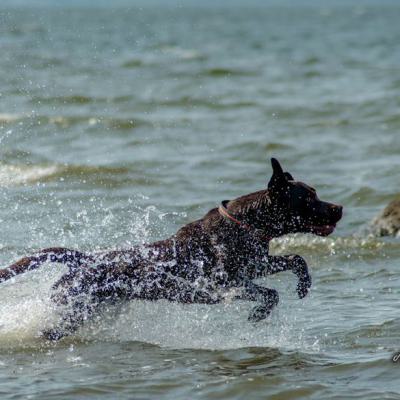 Geldsuchhund Und Wasserspiele4