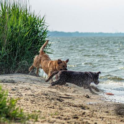 Geldsuchhund Und Wasserspiele6