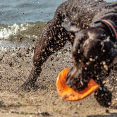 Geldsuchhund Und Wasserspiele8