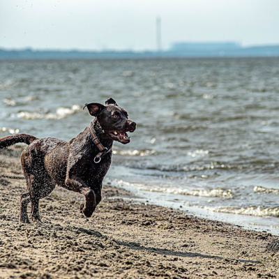 Geldsuchhund Und Wasserspiele9