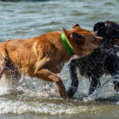 Geldsuchhund Und Wasserspiele