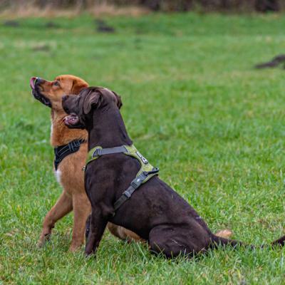Geldsuchhund Beim Spiel Und Spass 2
