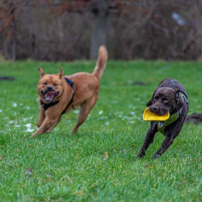 Geldsuchhund Beim Spiel Und Spass 3