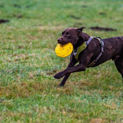 Geldsuchhund Beim Spiel Und Spass 5