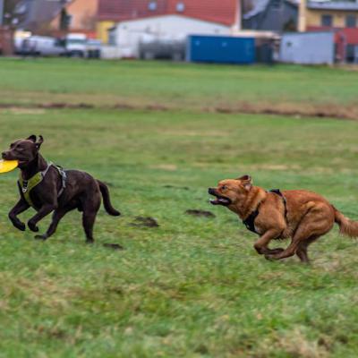 Geldsuchhund Beim Spiel Und Spass 6
