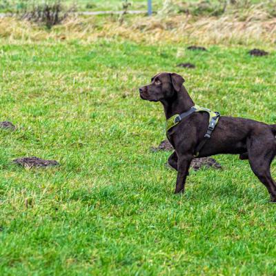 Geldsuchhund Beim Spiel Und Spass 7