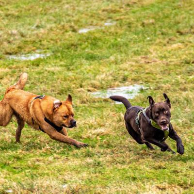 Geldsuchhund Beim Spiel Und Spass 8