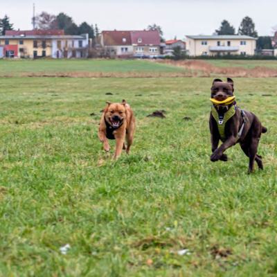 Geldsuchhund Beim Spiel Und Spass