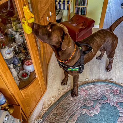 Geldsuche In Der Wohnung2