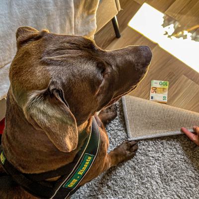 Geldsuche In Der Wohnung6