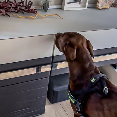 Geldsuche In Der Wohnung9