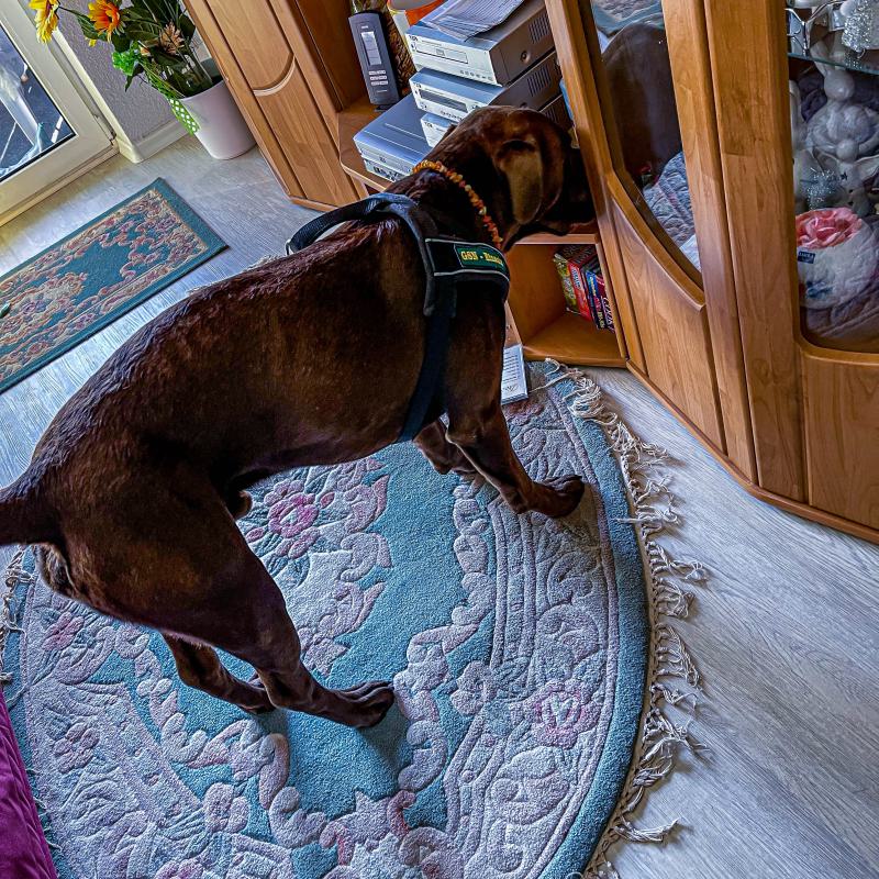 Geldsuche In Der Wohnung